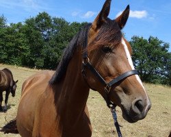 broodmare Gaia (Trakehner, 2015, from Empire State)