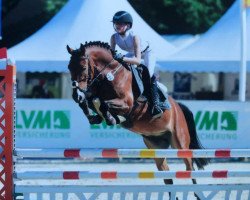 jumper Hale Bob 15 (German Riding Pony, 2013, from The Braes My Mobility)