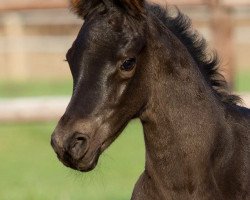 dressage horse Mystic Touch (Rhinelander, 2016, from E.H. Millennium)