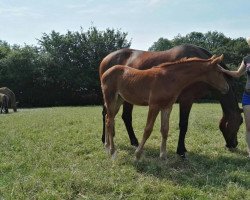 Pferd Special Conshana (Westfale, 2018, von Special Effect)