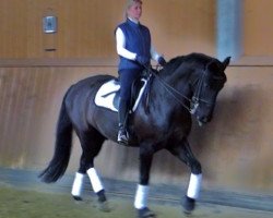 dressage horse Ronaldinho 4 (Oldenburg, 2000, from Roy Black)