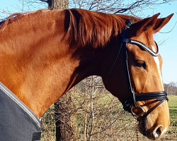 dressage horse Lambada 217 (Hanoverian, 2006, from Londonderry)