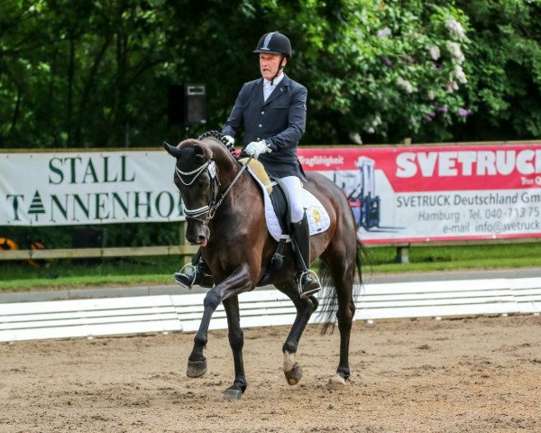 dressage horse Spirit Dream S (Oldenburg, 2012, from Showdancer)