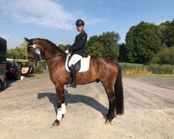 dressage horse Finnlay BK (Westphalian, 2013, from Franziskus FRH)