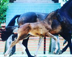 dressage horse Der große Bauer JJ (Rhinelander, 2017, from Diamond Hit)