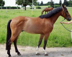 Springpferd Corlion Von Hof CH (Schweizer Warmblut, 2013, von HRH Colombardo)