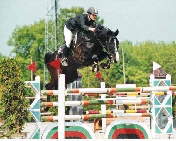 stallion HRH Colombardo (Swiss Warmblood, 2001, from Calando II)