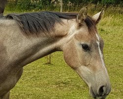 broodmare Zifora Z (Zangersheide riding horse, 2017, from Zinedine)