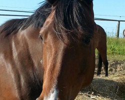 broodmare Cascara (Mecklenburg, 2008, from Campione)