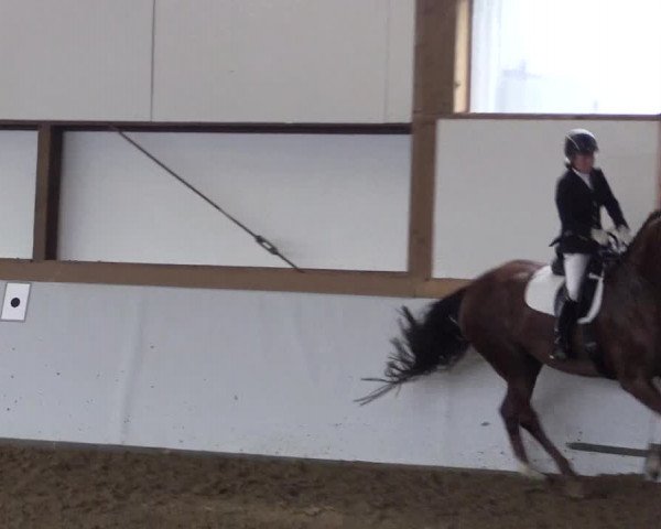 Reitturnier Waltrop 2017