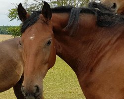 broodmare Isis Z (Zangersheide riding horse, 2013, from I'm Special de Muze)