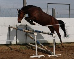 broodmare Rubina Z (Zangersheide riding horse, 2012, from Rex Z)