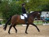 dressage horse Feine Liebe (Rhinelander, 2005, from Feiner Ludwig)