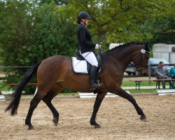 dressage horse Feine Liebe (Rhinelander, 2005, from Feiner Ludwig)