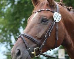 Springpferd Sandmann 80 (Hannoveraner, 2012, von St. Moritz Junior)