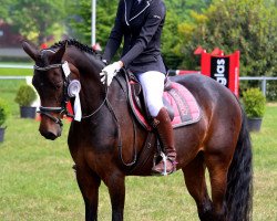 dressage horse Rawina 10 (German Riding Pony, 2001, from Narrator)