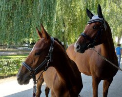 Springpferd Vainqueur B (Zangersheide Reitpferd, 2018, von Vivant)