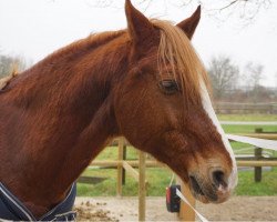 Pferd Danny Dancer 2 (Deutsches Reitpony, 2004, von Domingo)