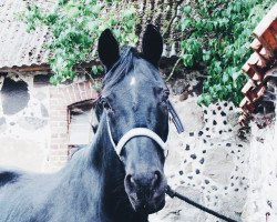 broodmare Poesie (German Riding Pony, 2000, from FS Pour l'Amour)