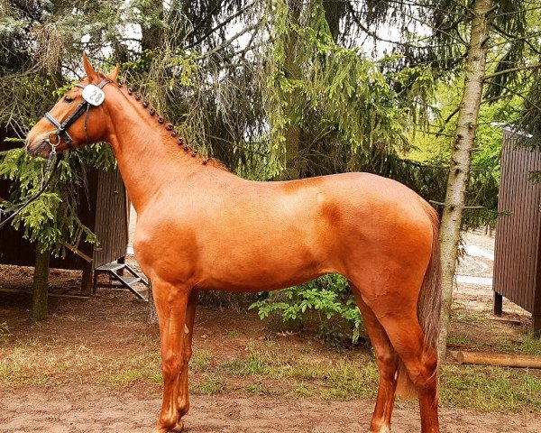 dressage horse Dalina (Hanoverian, 2015, from Dartagnan)