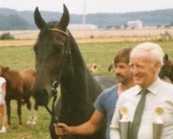 Zuchtstute Wolkita (Hessisches Warmblut, 1981, von Wolkentraum)