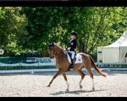 dressage horse Boogie de L'Aube (Belgian Riding Pony, 2007, from FS Don't Worry)