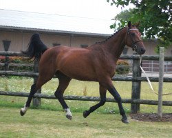 Pferd Fly de Riverland (Selle Français, 2015, von Lifestyle)