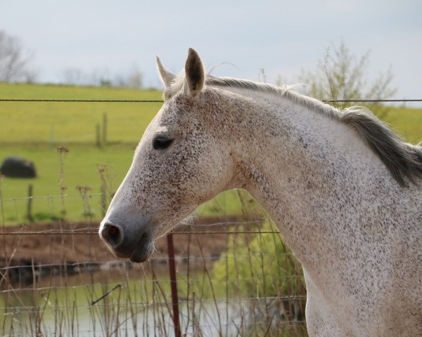 horse Capra (Mecklenburg, 2009, from Campione)