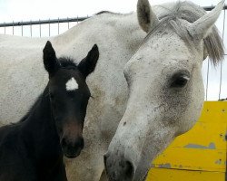 broodmare Zouvelle (KWPN (Royal Dutch Sporthorse), 2004, from Clinton)