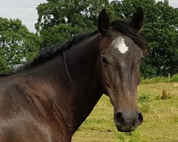 broodmare Eurybia Z (Zangersheide riding horse, 2015, from Elvaro)