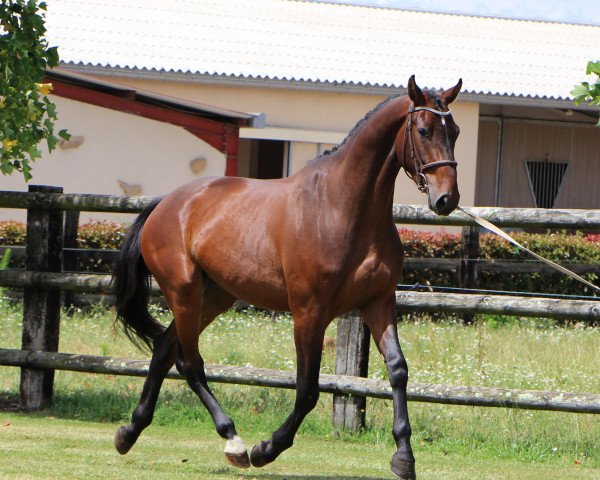 Springpferd Favori de Riverland (Selle Français, 2015, von L'Arc de Triomphe)