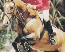 horse Zanzibar (KWPN (Royal Dutch Sporthorse), 1981, from Marinier)