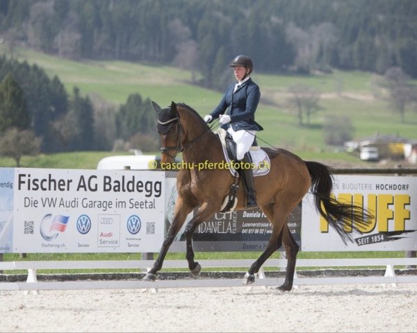 broodmare Silence 29 (Oldenburg, 2006, from Sir Donnerhall I)