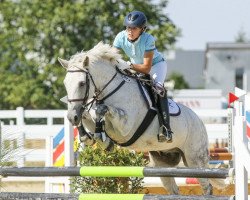 jumper Captain Pepper (Irish Sport Horse, 2006, from Captain Clover)