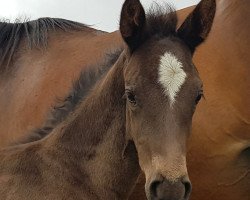 stallion Ileas Z (Zangersheide riding horse, 2018, from I'm Special de Muze)