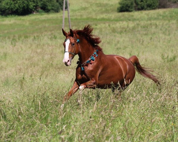 dressage horse Santana 946 (Hanoverian, 2010, from Serafino S)