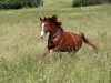 dressage horse Santana 946 (Hanoverian, 2010, from Serafino S)