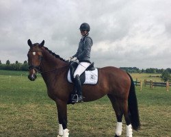 dressage horse Gadinia (KWPN (Royal Dutch Sporthorse), 2011, from Spielberg)