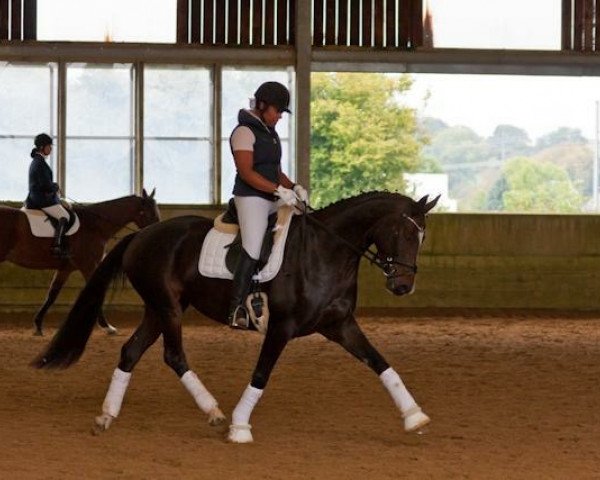 broodmare LENA (Hanoverian, 2008, from Don Crusador)