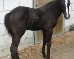 dressage horse Dorian Grey 46 (Württemberger, 2009, from Birkhofs Denario)