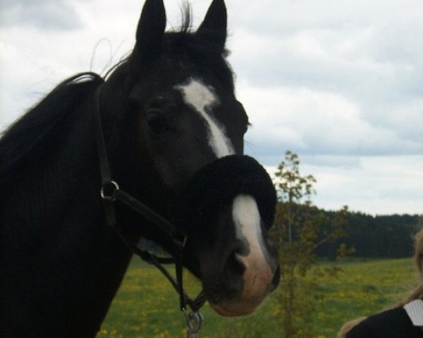 Dressurpferd Desiderio della rossa (Württemberger, 2006, von Daramis)