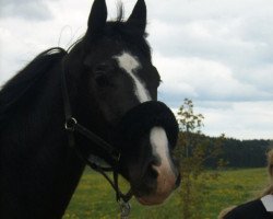 dressage horse Desiderio della rossa (Württemberger, 2006, from Daramis)