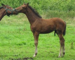 Springpferd Cayenne 199 (Württemberger, 2008, von Cyrano de Bergerac)