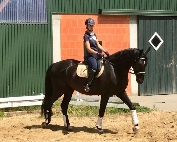 dressage horse Da Vinci N (Hanoverian, 2014, from Dressage Royal)