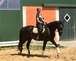 dressage horse Da Vinci N (Hanoverian, 2014, from Dressage Royal)