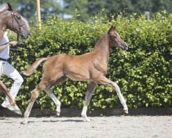 Springpferd Nerma de Quabri F (KWPN (Niederländisches Warmblut), 2018, von Quabri de l'Isle)