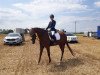 dressage horse A Chestnut Lady (Bavarian, 2009, from Weltfürst)