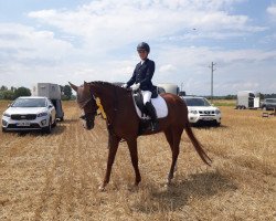 dressage horse A Chestnut Lady (Bavarian, 2009, from Weltfürst)