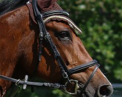 Springpferd Quintera (Holsteiner, 2003, von Quintero)