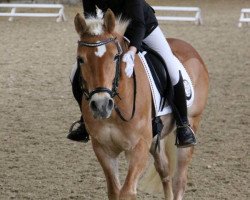 dressage horse Whisper H (3,90% ox) (Edelbluthaflinger, 2008, from Warlok (3,125% ox))